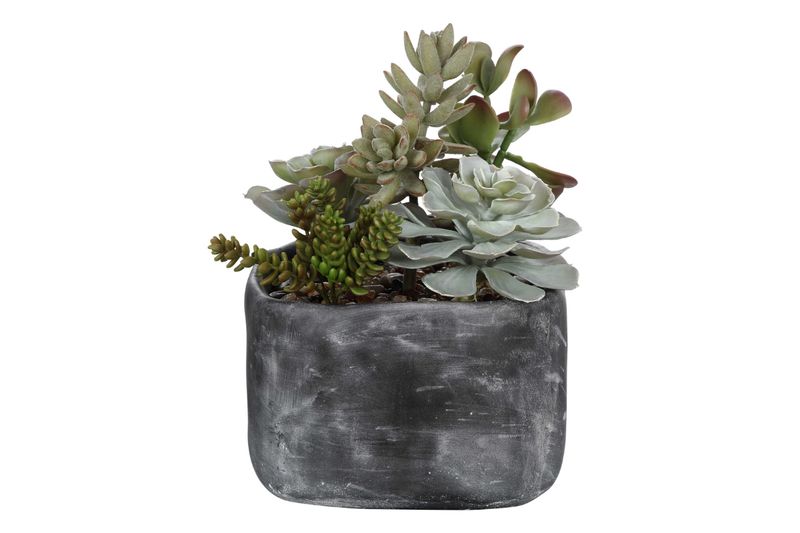 Alverio Succulents