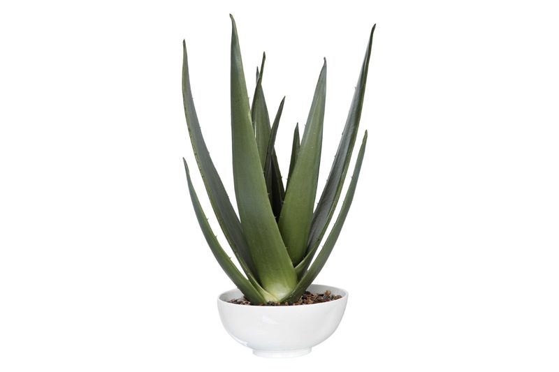 Evarado Aloe Planter Evarado Aloe Planter