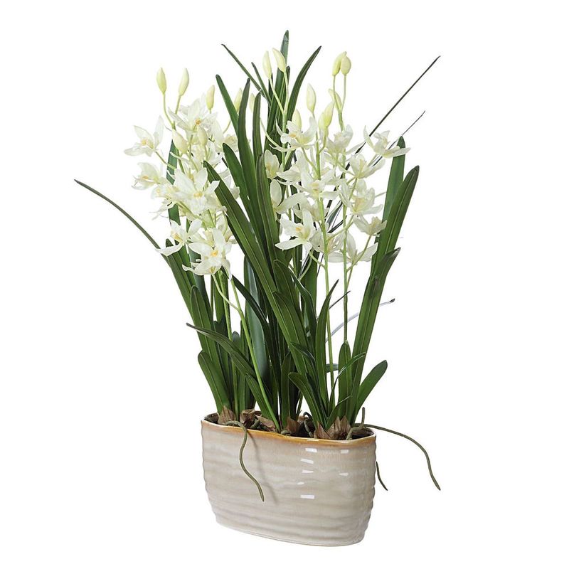 Ariana Orchid Plant, 