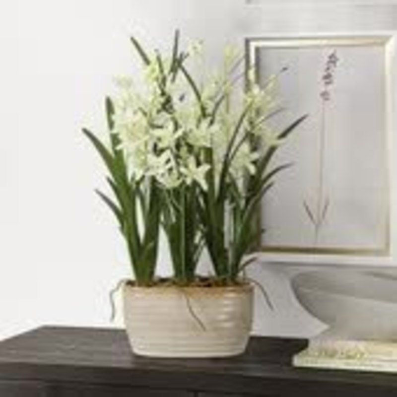 Ariana Orchid Plant, 