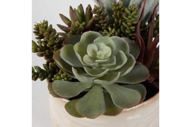 Mesa Succulent Plant, 