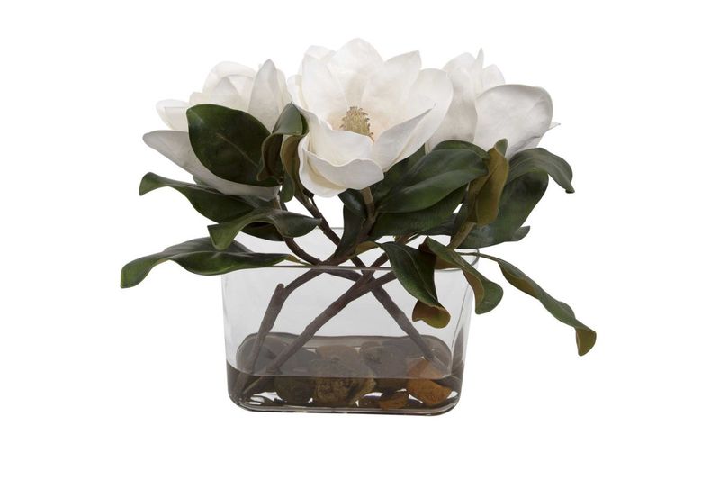 Middleton Magnolia Plant, 