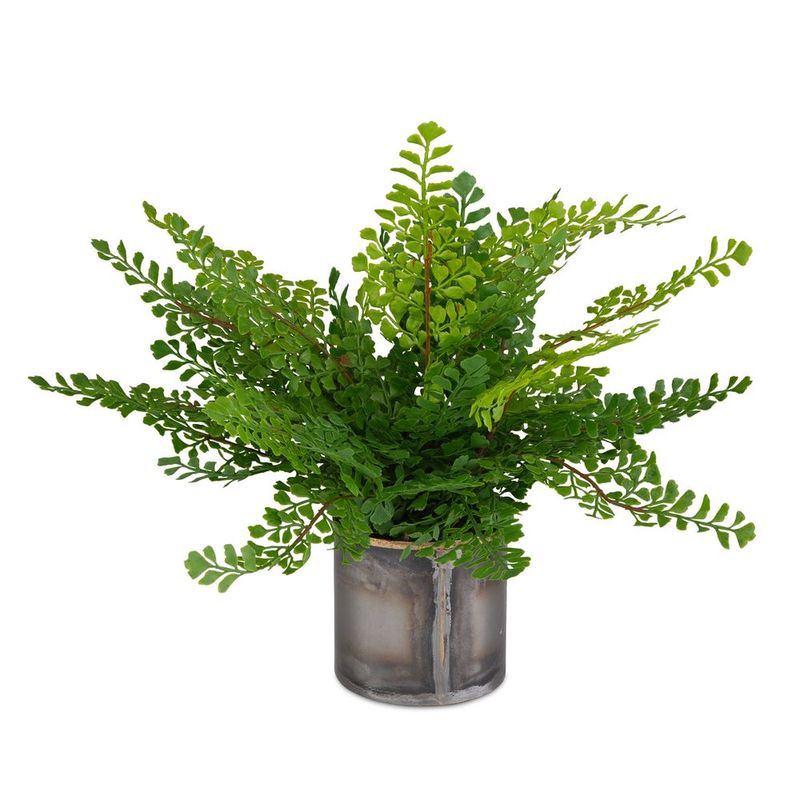 Maidenhair Fern Plant, Maidenhair Fern Plant,