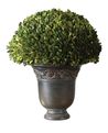 Globe Preserved Boxwood, Image 1