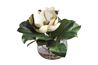 Celia Magnolia Accent