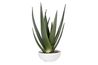 Evarado Aloe Planter