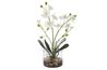 Glory Orchid
