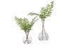 Country Ferns S/2