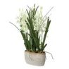 Ariana Orchid Plant, 