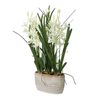 Ariana Orchid Plant, 