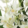 Ariana Orchid Plant, 