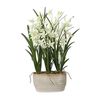 Ariana Orchid Plant, 