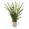 Ariana Orchid Plant, 