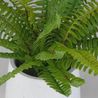 Boston Fern Plant, 