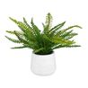 Boston Fern Plant, 