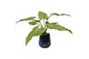 Mari Calla Plant, 