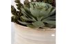 Mesa Succulent Plant, 