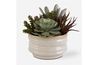 Mesa Succulent Plant, Front