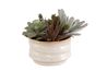 Mesa Succulent Plant, Front
