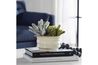 Mesa Succulent Plant, Styled