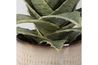 Seaside Succulents Plant, Side