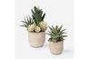 Seaside Succulents Plant, FrontSide
