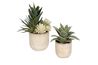 Seaside Succulents Plant, FrontSide