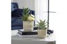 Seaside Succulents Plant, StyledSide