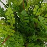 Maidenhair Fern Plant, 