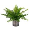 Maidenhair Fern Plant, 